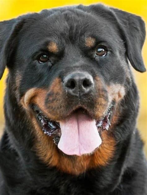 Serbian rottweiler vs german rottweiler - By Thomas Shelby January 12, 2023 The Serbian Rottweiler is frequently discussed as a different Rottweiler dog breed than either the American Rottweiler or …